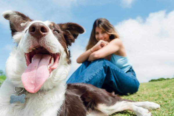 Mutuelle chien : pourquoi et comment choisir